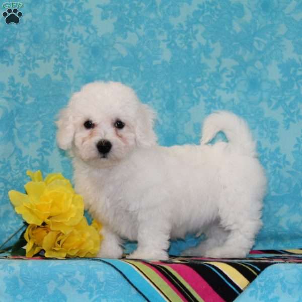 Poppy, Bichon Frise Puppy